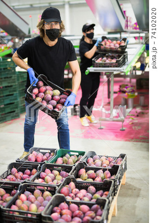 Man worker in mask and gloves working with fresh tropical mango during packaging at warehouse Man worker in mask and gloves working with fresh tropical mango during packaging at warehouse 74102020