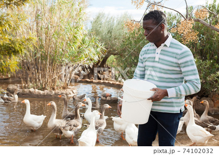 Man feeding geese on farm Man feeding geese on farm 74102032