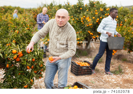 Workers picking mandarins in boxes on farm Workers picking mandarins in boxes on farm 74102078