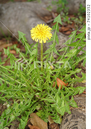 セイヨウタンポポ 74102352