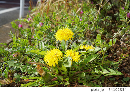 セイヨウタンポポ セイヨウタンポポ 74102354