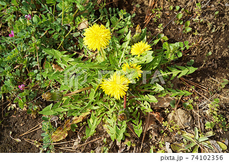 セイヨウタンポポ 74102356