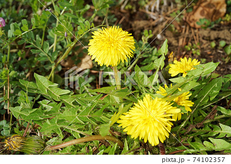 セイヨウタンポポ 74102357