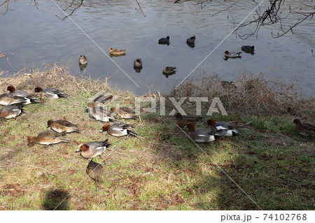 冬の川で泳いだり、河川敷で餌を探すヒドリガモとオオバンの群れ 74102768
