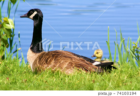 湖畔の草の上で休んでいるカナダグースの親鳥と雛 74103194
