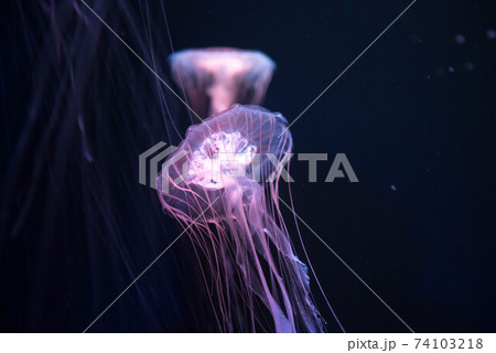 幽玄 くらげ 幽玄 くらげ 74103218