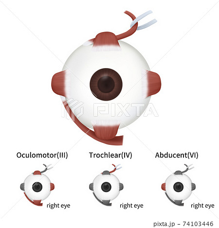 眼球 気 医学のイラスト素材