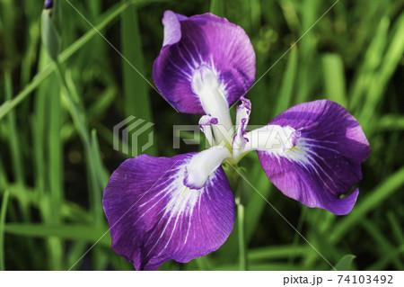 花菖蒲 74103492