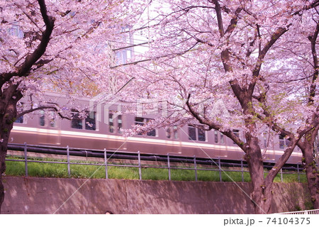 高井戸駅付近井の頭線と桜並木 高井戸駅付近井の頭線と桜並木 74104375