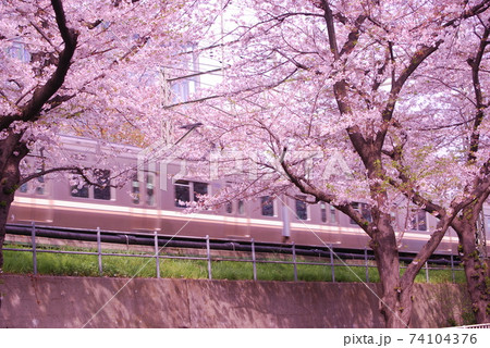 桜並木と電車 桜並木と電車 74104376