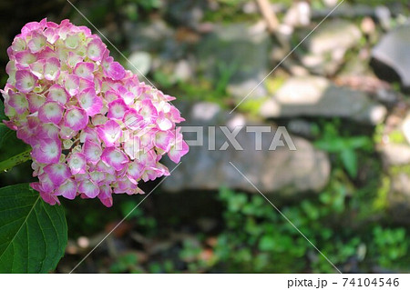 ピンクの紫陽花 太平山あじさい坂の写真素材