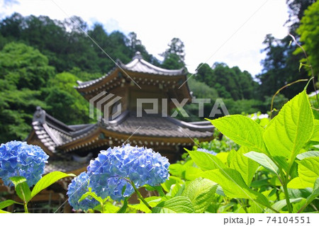 あじさい 太平山あじさい坂の写真素材