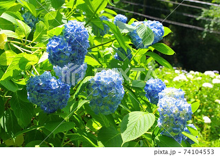 紫陽花/太平山あじさい坂 紫陽花/太平山あじさい坂 74104553