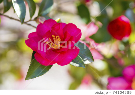 サザンカ 74104589