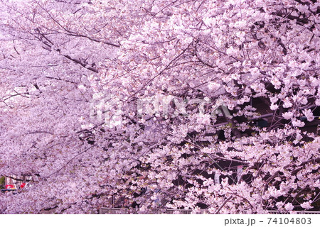 さくら 二十層 さくら 二十層 74104803