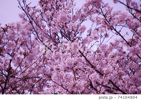 見上げる桜 見上げる桜 74104804