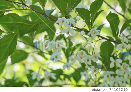 エゴの花 エゴの花 74105210