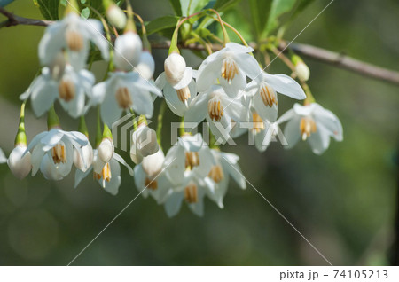 エゴの花 エゴの花 74105213