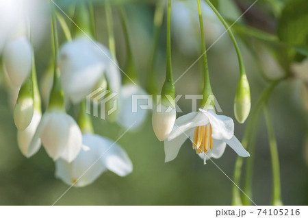 エゴの花 74105216