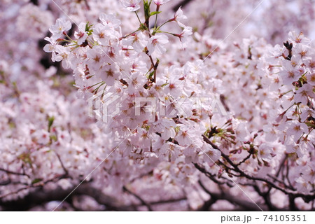 さくら　サクラ　桜 74105351