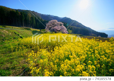 信州高山村 黒部のエドヒガン桜に広がる菜の花畑の写真素材