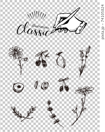 ボタニカルフラワーの手描き風ベクターイラスト 74105824