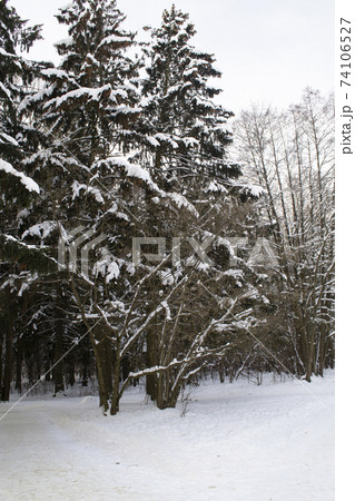 Winter fir tree forest with snow covered trees Winter fir tree forest with snow covered trees 74106527