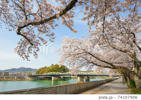 木曽川遊歩道の桜〈愛知県犬山市〉 74107906