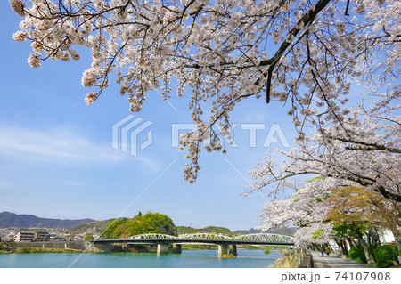 木曽川遊歩道の桜〈愛知県犬山市〉 74107908