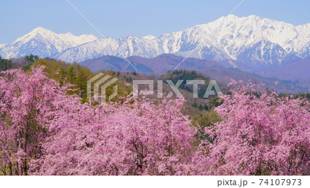 信州小川村 立屋番所満開の桜と北アルプスの写真素材