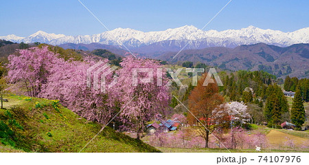 信州小川村 立屋番所桜の里と北アルプスの峰々 信州小川村 立屋番所桜の里と北アルプスの峰々 74107976