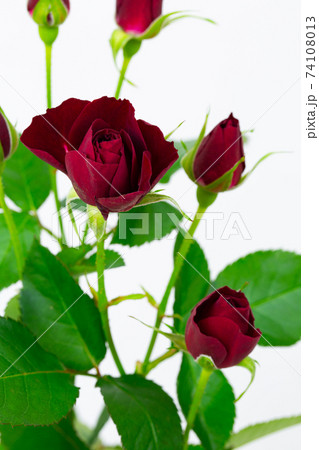 赤いスプレーバラ「ファンファール」 74108013