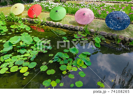 徳川園、花菖蒲と和傘〈愛知県名古屋市〉 徳川園、花菖蒲と和傘〈愛知県名古屋市〉 74108265