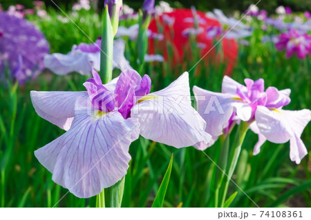 徳川園、花菖蒲と和傘〈愛知県名古屋市〉 74108361