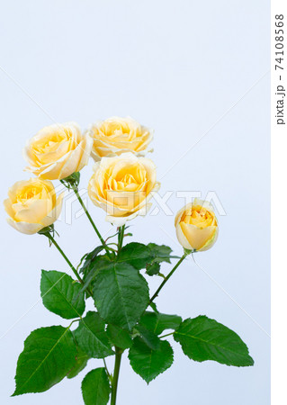 スプレーバラ「サラ」 74108568