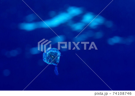 クラゲの画像素材 ピクスタ