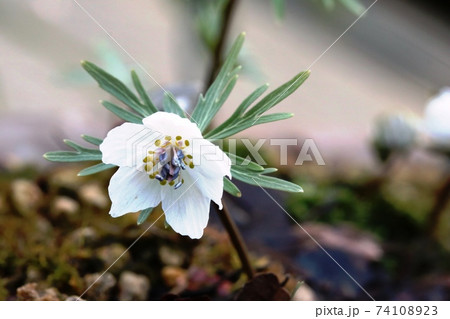 節分が待ちきれずに咲き始めた セツブンソウ 節分草 の写真素材