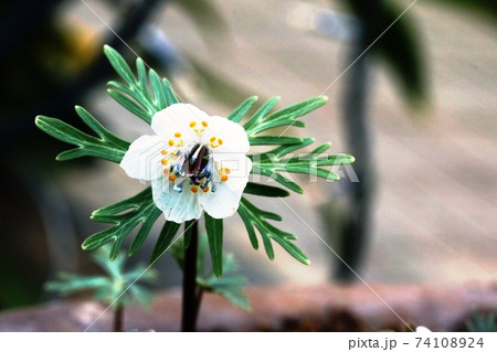 山野草 節分草（セツブンソウ）とてま珍しい「濃緑花」 - インテリア小物