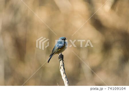 美しいルリビタキ(オス)北本自然観察公園 埼玉県北本市 美しいルリビタキ(オス)北本自然観察公園 埼玉県北本市 74109104