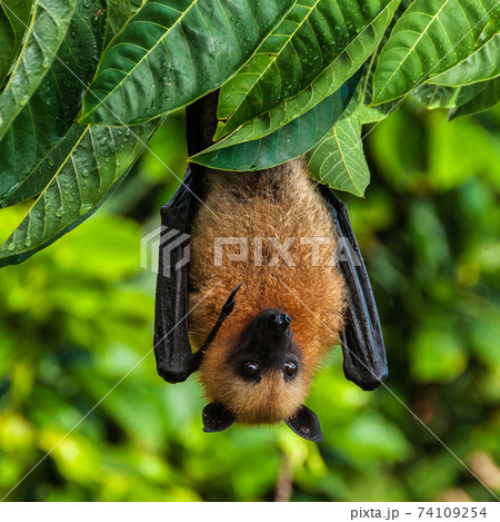 Seychelles fruit bat or flying fox Pteropus seychellensis at La Digue,Seychelles Seychelles fruit bat or flying fox Pteropus seychellensis at La Digue,Seychelles 74109254