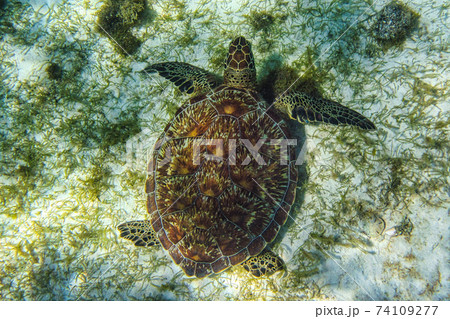 Saint Vincent and the Grenadines, Green Sea Turtle swimming in the Caribbean Sea, Tobago Cays at Lesser Antilles 74109277