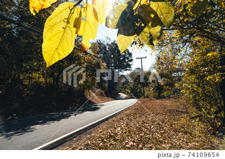 Roads and trees fall in summer evenings 74109654