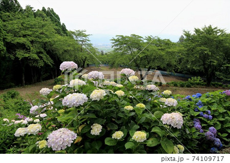 臨済宗妙心寺派：阿梨耶山弓削寺・19（岐阜県揖斐郡池田町：池田山西麓） 74109717