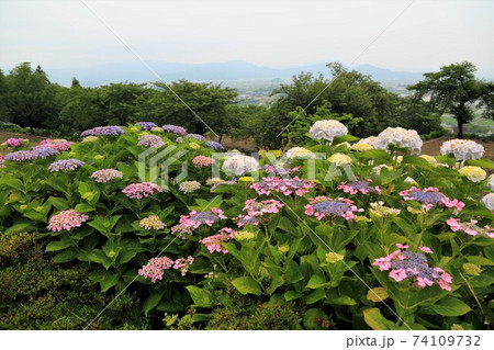 臨済宗妙心寺派：阿梨耶山弓削寺・30（岐阜県揖斐郡池田町：池田山西麓） 74109732