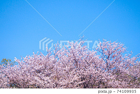 満開の桜 満開の桜 74109935