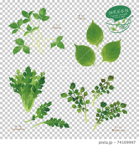 Illustration of green vegetables / Assorted / Hand-drawn style Illustration of green vegetables / Assorted / Hand-drawn style 74109997