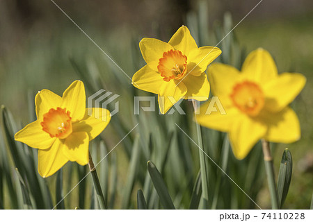 スイセン 74110228