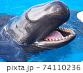 オキゴンドウ 74110236