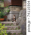猫 74110304