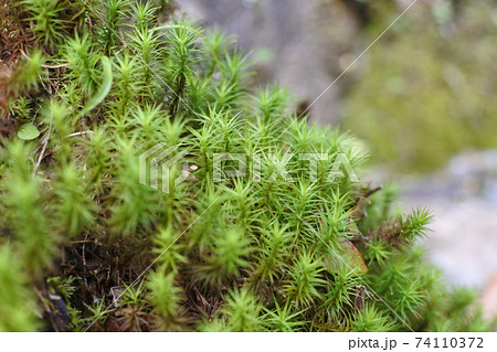 オオスギゴケ　森の中の群生 74110372